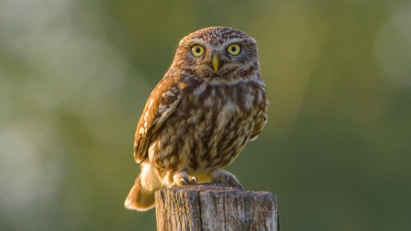 Kuvik (Athene noctua) - Kuvik szem